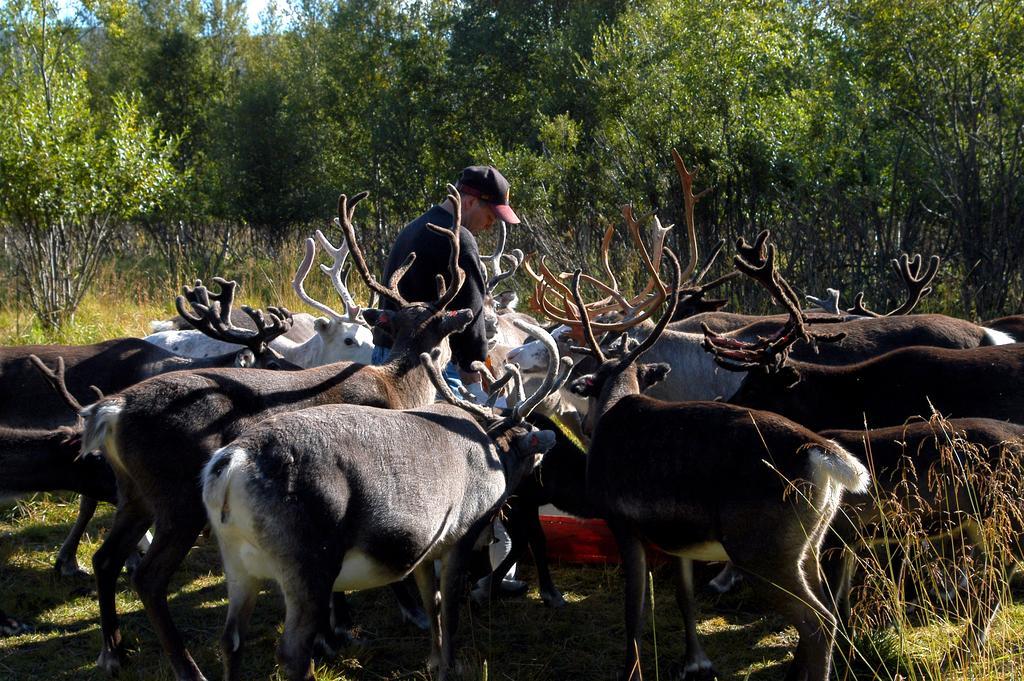 STF Hemavans Fjällcenter Buitenkant foto